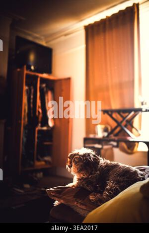 A small, adorable dog lounges on a bed, illuminated by warm sunlight filtering through a window in a cozy bedroom setting. Stock Photo