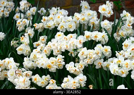 White and yellow spring flowers of double daffodil, Narcissus 'Sir Winston Churchill' UK garden April Stock Photo