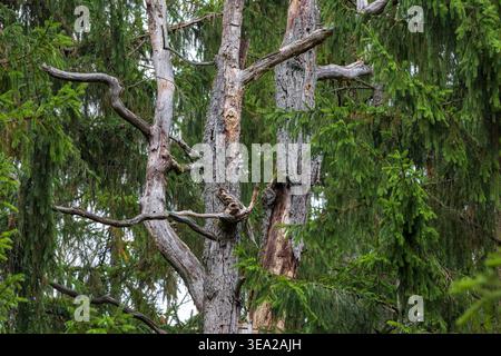 Dead tree trunks and gnarled branches stand among vibrant green coniferous pine trees in a dense forest, showcasing the natural cycle of life, growth, Stock Photo