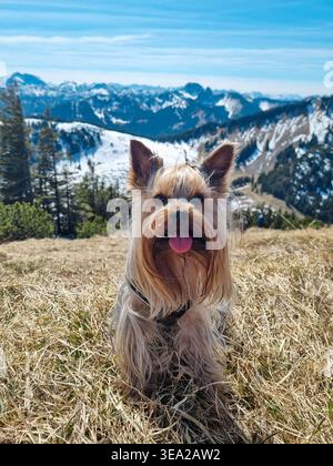 Portrait of a cute Yorkshire Terrier sitting on a grassy mountain with snow-capped peaks in the background. Stock Photo