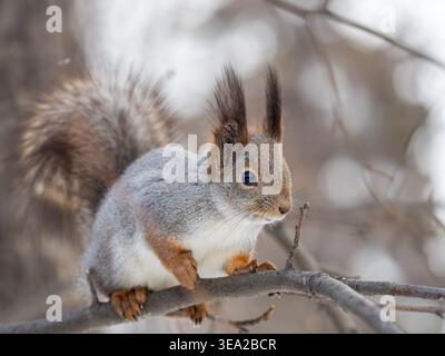 Portrait of a squirrel on a tree trunk. A curious red squirrel peeks out from behind a tree trunk Stock Photo