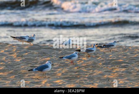 Small flock of seagulls standing on a sunlit sandy beach, capturing a moment of tranquility as gentle waves roll in from the ocean in the background Stock Photo