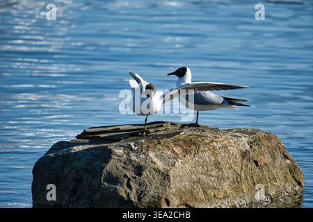 Two Black Headed Gulls Perched on a Coastal Rock in the Blue Sea Stock Photo