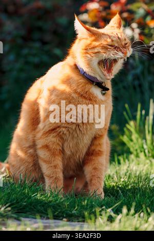 Ginger cat yawning in garden sunlight, expressive pet portrait outdoors. Stock Photo