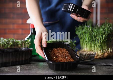 Woman with containers of soil and microgreens at table indoors, closeup Stock Photo