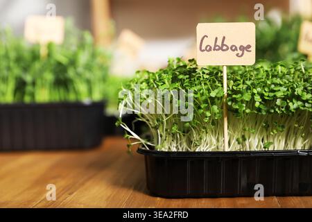 Microgreens with sign Cabbage on wooden table, closeup. Space for text Stock Photo