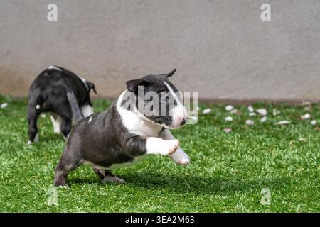 Mini bull terrier puppy with front feet in the air while jumping and playing Stock Photo
