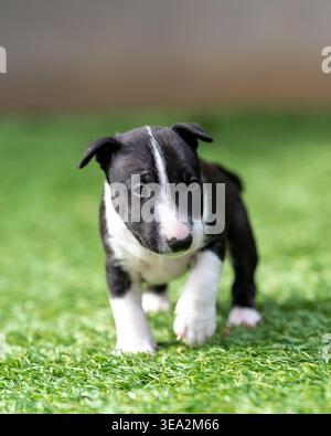 Black and white miniature bull terrier puppy walking towards the camera Stock Photo