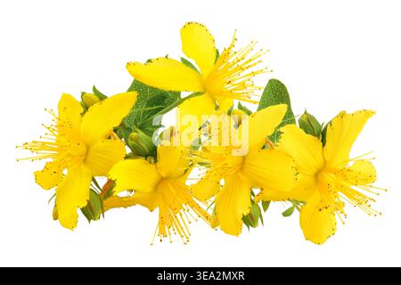 saint john's wort or Hypericum flowers isolated on white background Stock Photo