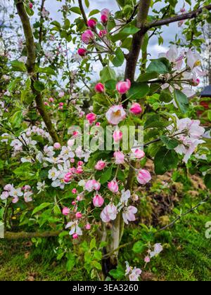 A close-up view of the blossom on an Apple tree in Spring 2026. Stock Photo