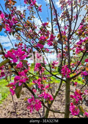 A close-up view of the blossom on a Tickled Pink Apple tree in Spring 2026. Stock Photo