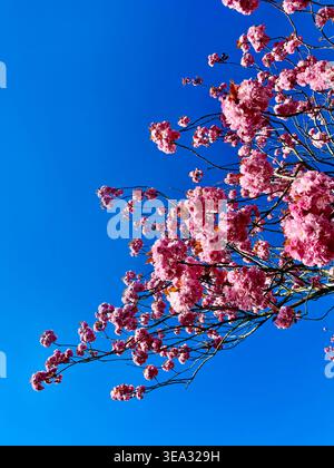 Low angle view of pink cherry blossoms on tree branches against a clear blue sky Stock Photo
