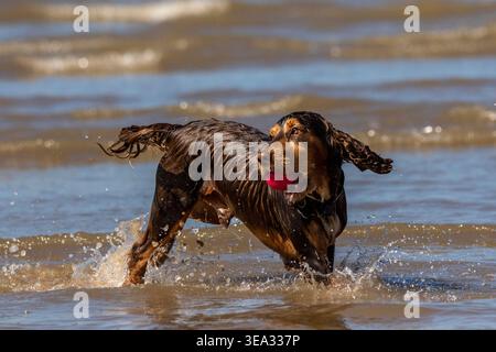 Alfie chases after his ball through the sea water and over waves to retrieve his favourite toy. Stock Photo