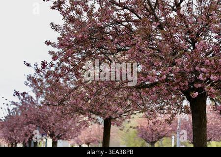 Blossoming cherry trees line the street during springtime in a city park with bright pink flowers and green grass Stock Photo