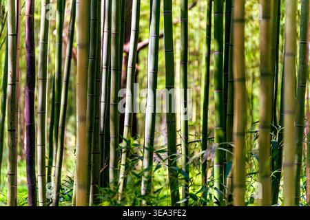 Sunlight filters through a dense grove of slender bamboo stalks, casting soft green hues and gentle shadows across layered foliage, creating a tranqui Stock Photo
