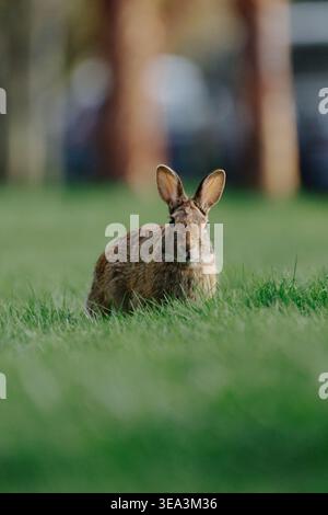 Wild rabbit sitting in green grass with soft blurred park background Stock Photo