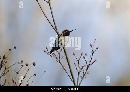 Hummingbird perched on thin branch with fresh spring leaves against blue sky Stock Photo