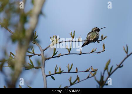 Hummingbird perched on thin branch with fresh spring leaves against blue sky Stock Photo