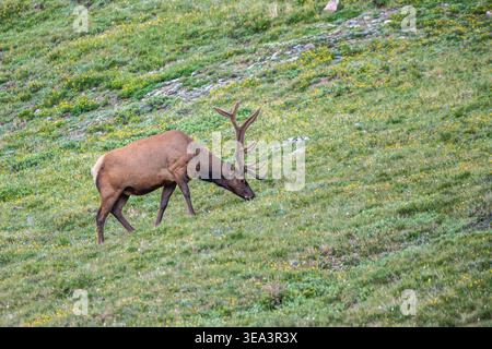 Resting Elk on Alpine Slope in Rocky Mountain NP, Colorado Stock Photo