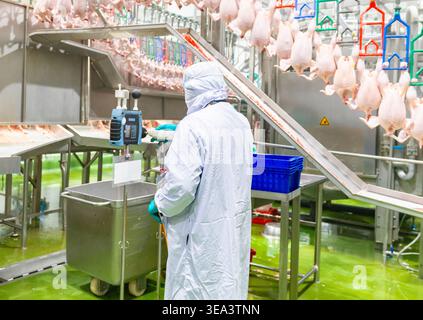 Professional worker in PPE conducting an industrial safety audit and measuring temperature levels on a chicken production line in a slaughterhouse. Stock Photo