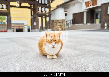 A ginger tabby cat sleeps calmly on stone paving. A blurred traditional Japanese gate with lanterns forms the background, creating a peaceful scene. Stock Photo