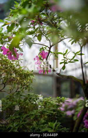 Blooming pink azalea flower in greenhouse. Flowering rhododendron bushes in glasshouse Stock Photo