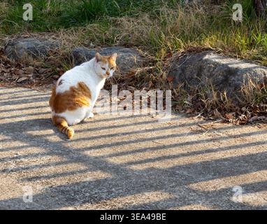 Stray cat sitting on pavement in sunlight with shadows outdoors Stock Photo