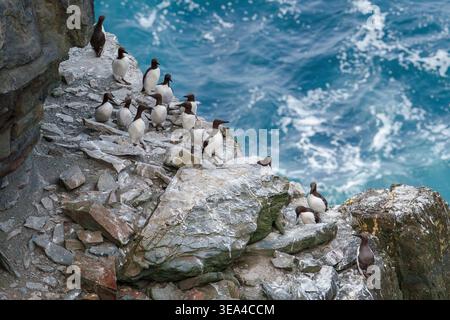 Common guillemots occupy a rocky breeding ledge above Atlantic water at Loop Head, with bridled morph birds among the colony, County Clare, Ireland. Stock Photo