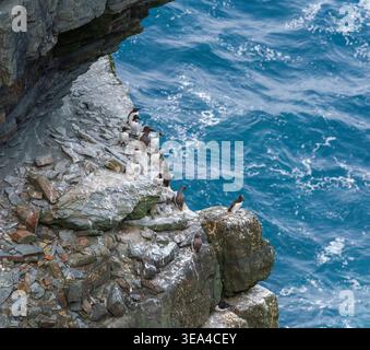 Common guillemots gather on rocky breeding ledges above foaming Atlantic water on the exposed coast at Loop Head, County Clare, Ireland, in June. Stock Photo