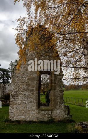 Autumn birch tree overhanging a weathered stone doorway at Jervaulx Abbey Stock Photo