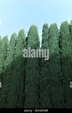 Close-up of densely packed conical cypress tops forming a towering green hedge against a pale blue sky in the Generalife gardens, Alhambra, Granada Stock Photo