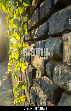 Close-up of green climbing vines on an ancient brick wall in warm golden hour sunlight, Ancient City of Pingyao, Shanxi Province, China - UNESCO site. Stock Photo