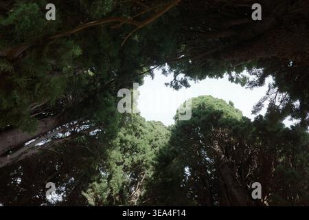 Looking up through a dense canopy of pine and cypress trees to a pale sky in the ancient woodland of the Alhambra, Granada, Andalusia, Spain. Stock Photo