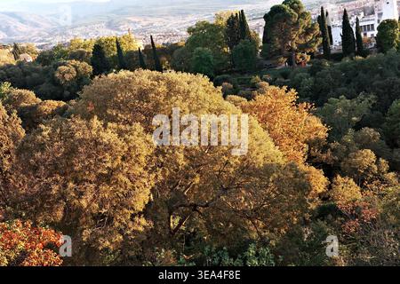 Vibrant autumn woodland with golden and orange deciduous trees in Alhambra gardens, Granada city and valley visible beyond, Andalusia, Spain. Stock Photo