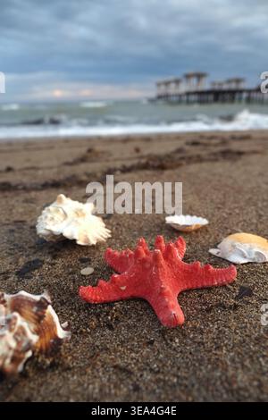 Bright starfish and shells on the sandy beach Stock Photo