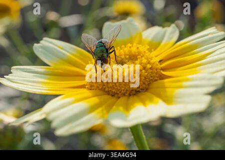 Macro shot of a metallic green bottle fly (Lucilia sericata) resting on a yellow and white daisy flower in bright natural sunlight, nature detail. Stock Photo