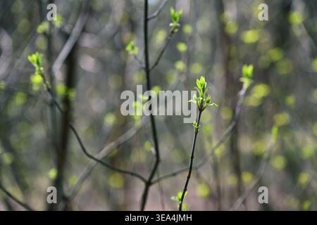 Fraxinus excelsior Young Ash Branch with Fresh Spring Leaves in Forest Stock Photo