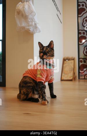 Cute calico cat sits on wooden floor. Wears pink shirt with cartoon design. Stares directly at camera with curious eyes. Background includes hanging w Stock Photo