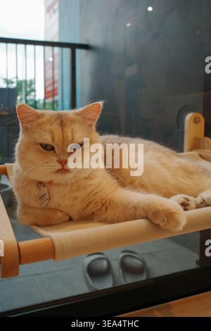 Cute cat lounges on a wooden perch. It has a calm, slightly grumpy expression. Soft fur and a tiny collar add charm. Glass window shows a glimpse of t Stock Photo