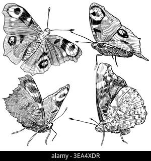 Vector set of four detailed monochrome illustrations of Peacock butterfly in elegant sketch engraving style. Great for tattoo designs, book illustrati Stock Vector