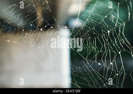 intricate spider web with dew droplets in soft natural light against blurred background Stock Photo