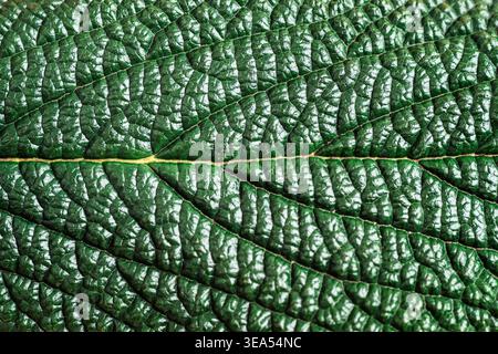 Green leaf surface, closeup. Textured leaf background Stock Photo