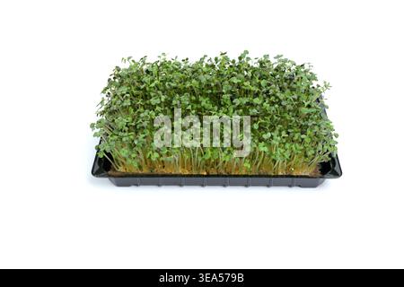 Fresh Radish Microgreens (Raphanus sativus) in a Black Tray on White Background Stock Photo