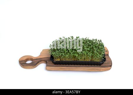 Fresh mustard microgreens (Brassica juncea) growing in a black plastic tray, placed on a wooden cutting board against a white background Stock Photo