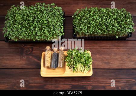 Mustard Microgreens (Brassica juncea) with Onion, Mustard, and Alfalfa Seeds on Wooden Background Stock Photo