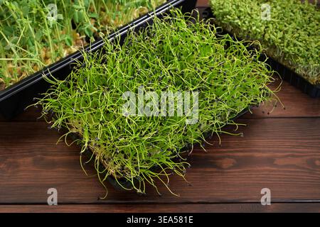 Close-up of fresh black onion (Allium cepa) microgreens growing in black plastic trays on a dark wooden table Stock Photo
