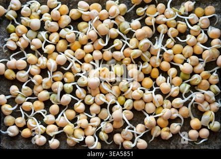 Three-Day-Old Pea Sprouts Microgreens Close-Up Stock Photo