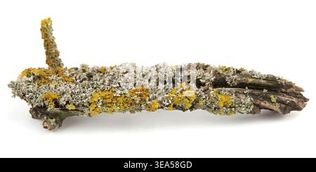 Lichen on a tree branch isolated on white background. Orange lichen growing on oak branch. Stock Photo