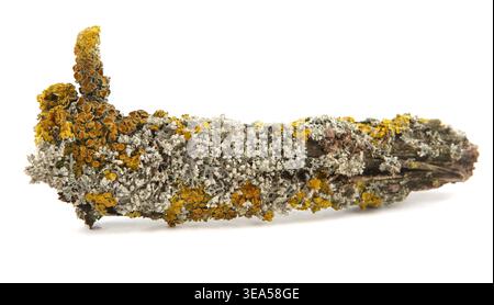 Lichen on a tree branch isolated on white background. Orange lichen growing on oak branch. Stock Photo