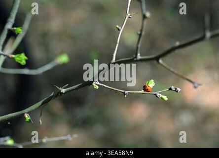 Ladybug on Budding Spring Branch in Forest Light Stock Photo